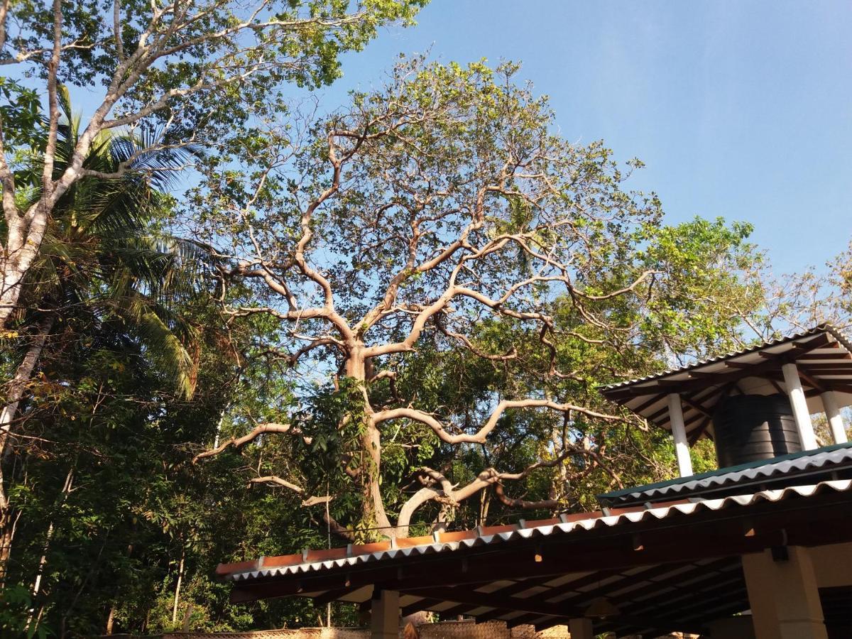 Cashew Villa Hiriketiya Dikwella Exteriér fotografie