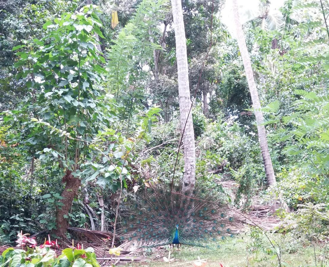 Cashew Villa Hiriketiya Dikwella Exteriér fotografie
