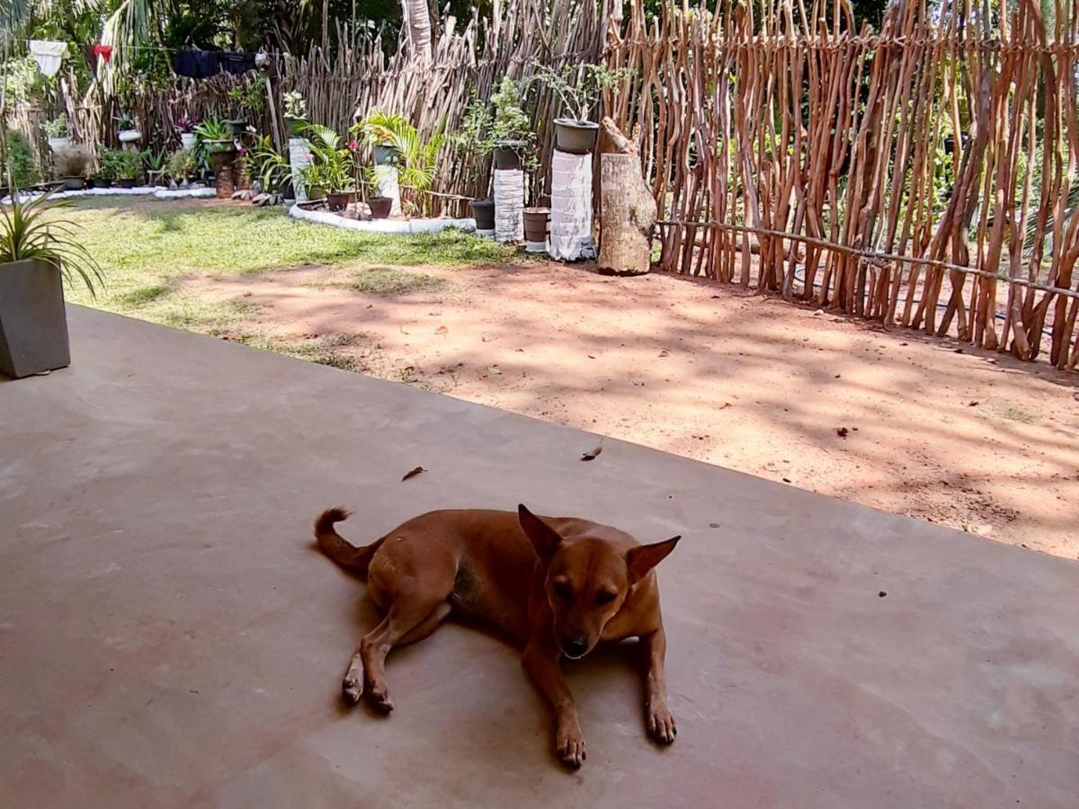 Cashew Villa Hiriketiya Dikwella Exteriér fotografie